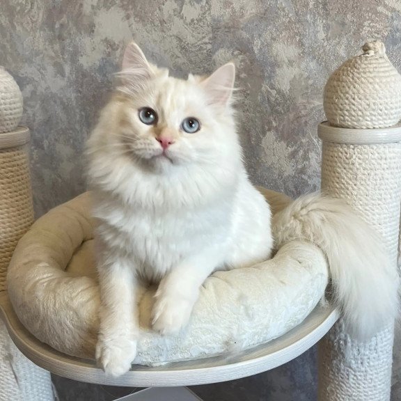 Siberian REZ Zveroboy
