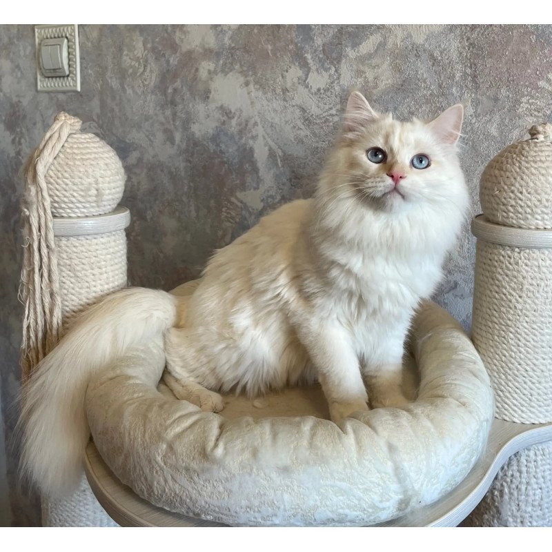 Siberian REZ Zveroboy