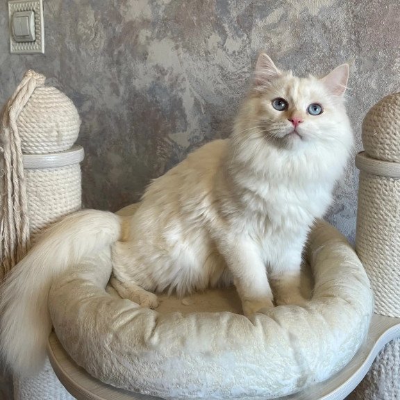 Siberian REZ Zveroboy