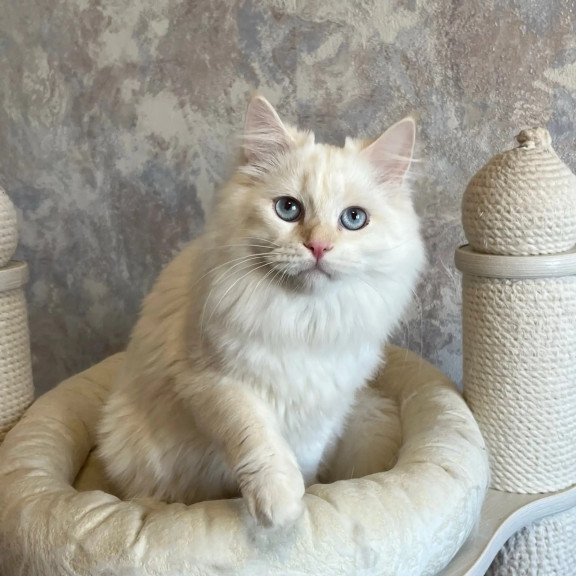 Siberian REZ Zveroboy