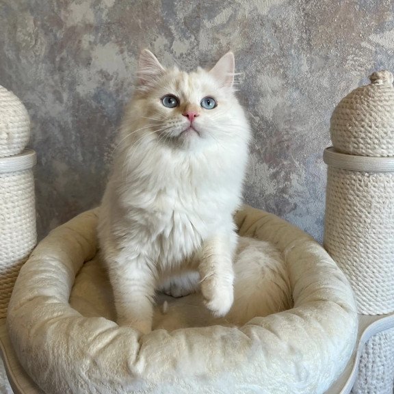 Siberian REZ Zveroboy