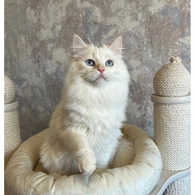 Siberian REZ Zveroboy