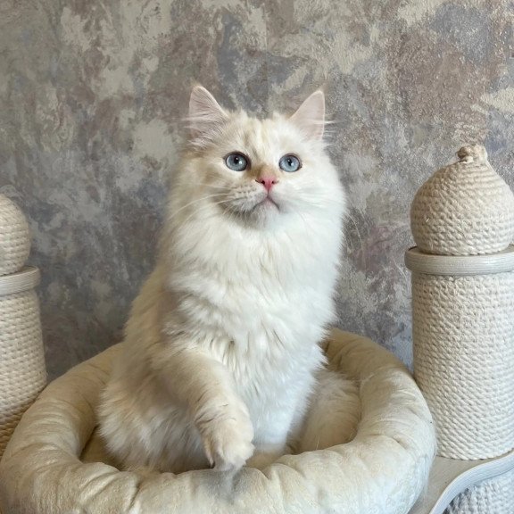 Siberian REZ Zveroboy