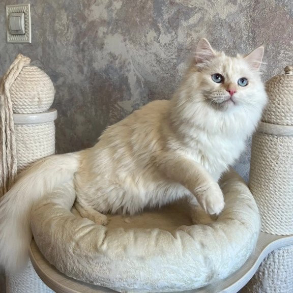 Siberian REZ Zveroboy