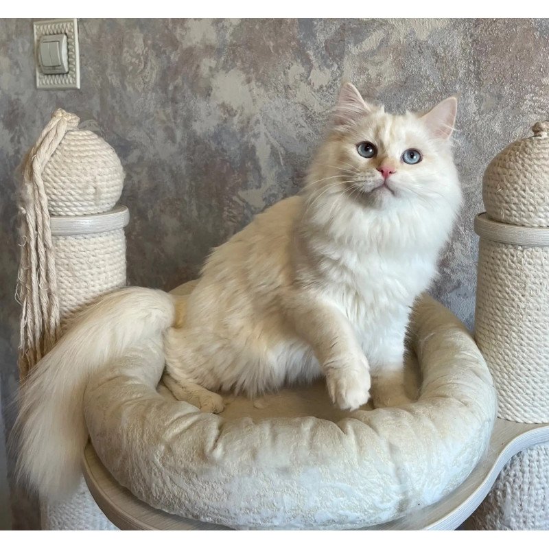Siberian REZ Zveroboy