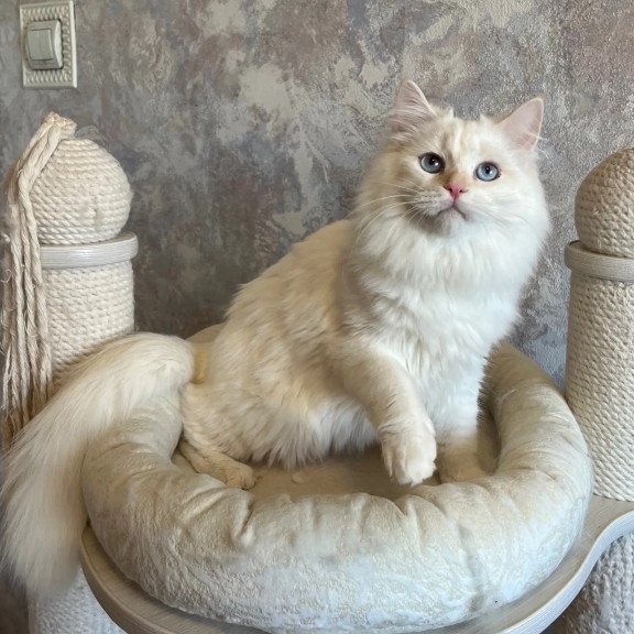 Siberian REZ Zveroboy