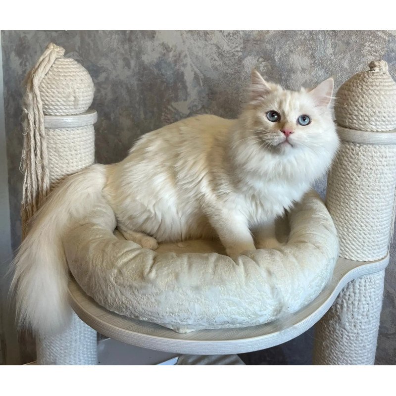 Siberian REZ Zveroboy