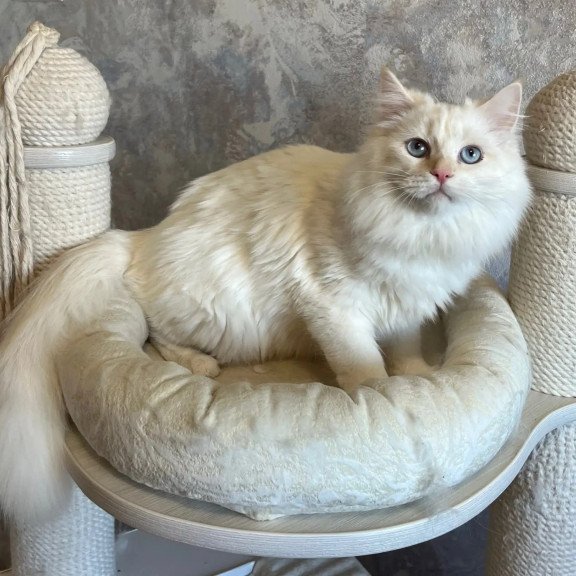 Siberian REZ Zveroboy