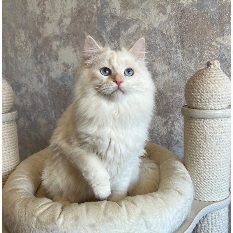 Siberian REZ Zveroboy