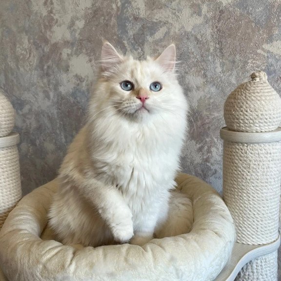 Siberian REZ Zveroboy