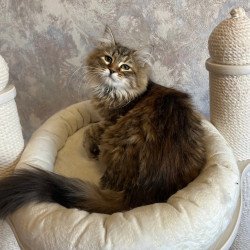 Siberian REZ Artistka