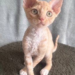 Devon Rex EM Lumea Pixie Girl