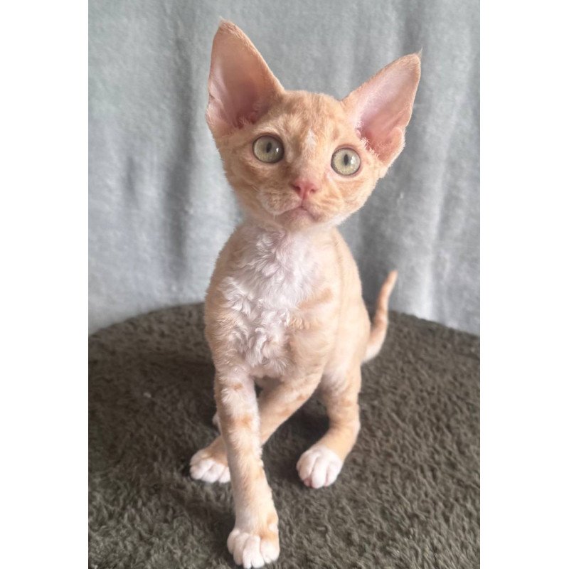 Devon Rex EM Lumea Pixie Girl