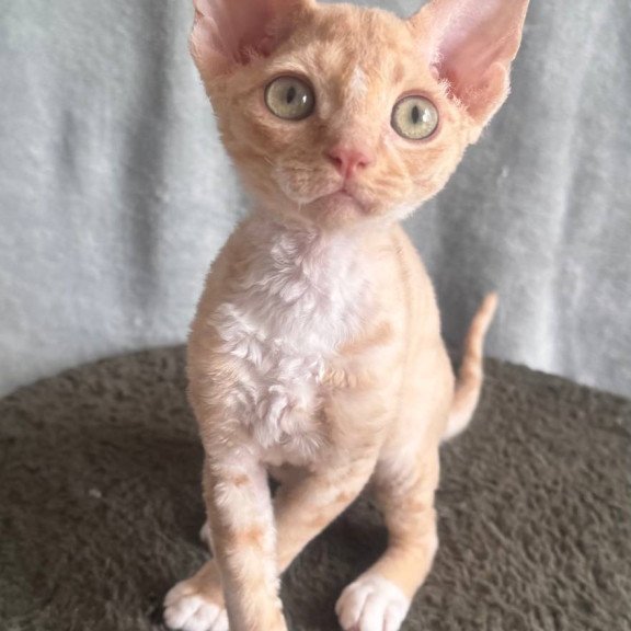 Devon Rex EM Lumea Pixie Girl