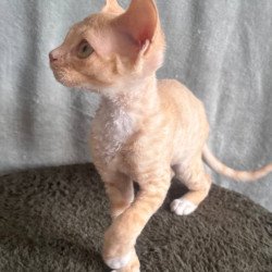 Devon Rex EM Lumea Pixie Girl