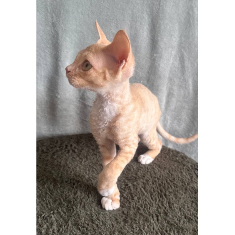 Devon Rex EM Lumea Pixie Girl