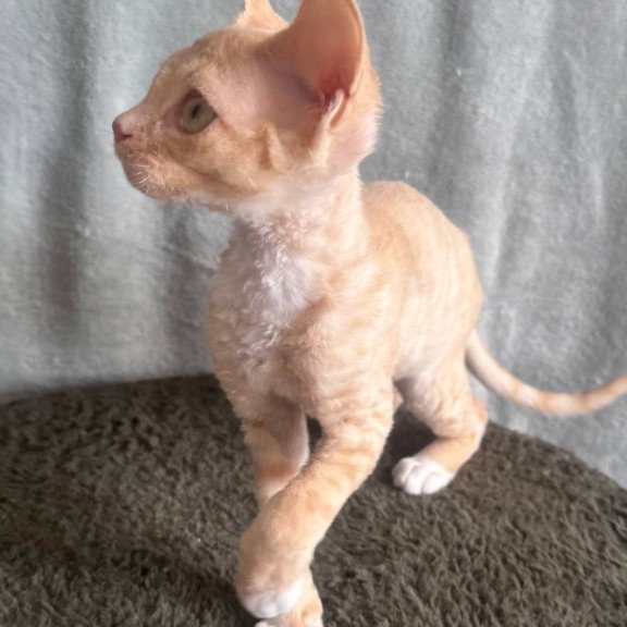 Devon Rex EM Lumea Pixie Girl