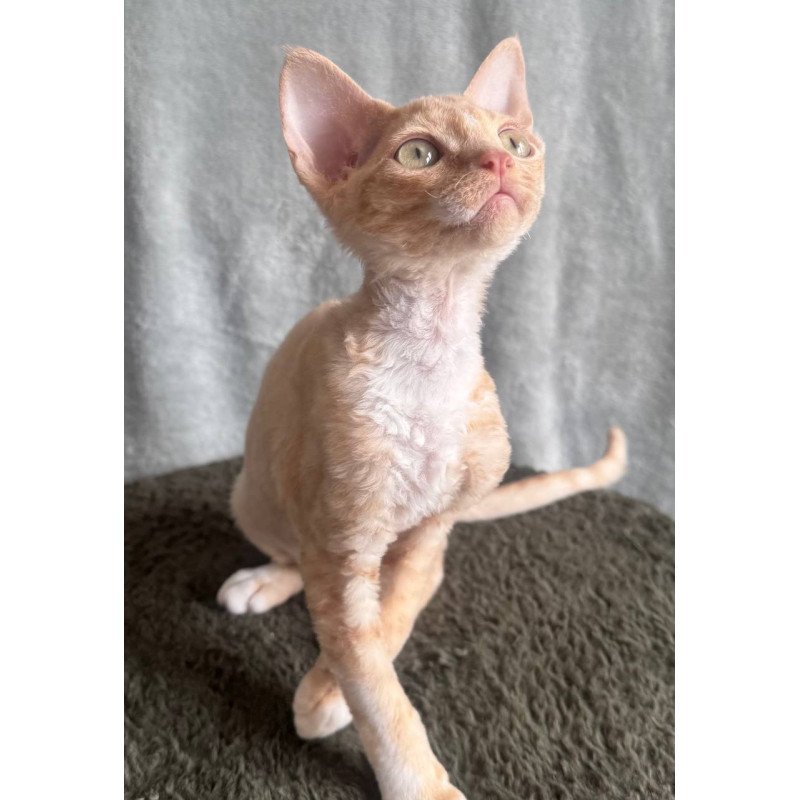 Devon Rex EM Lumea Pixie Girl