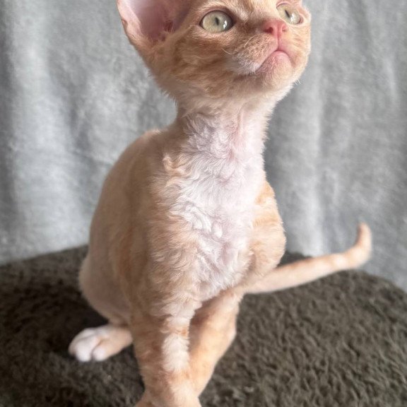 Devon Rex EM Lumea Pixie Girl