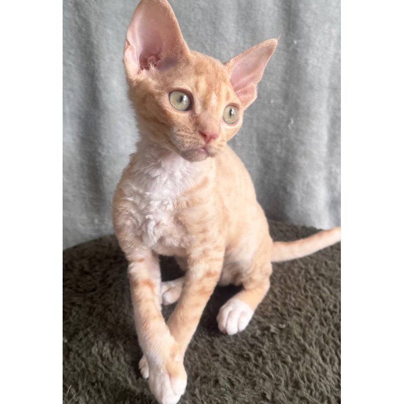 Devon Rex EM Lumea Pixie Girl