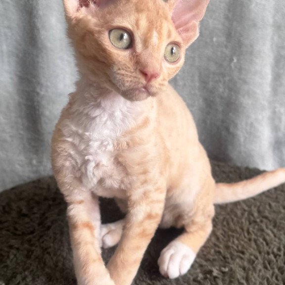 Devon Rex EM Lumea Pixie Girl