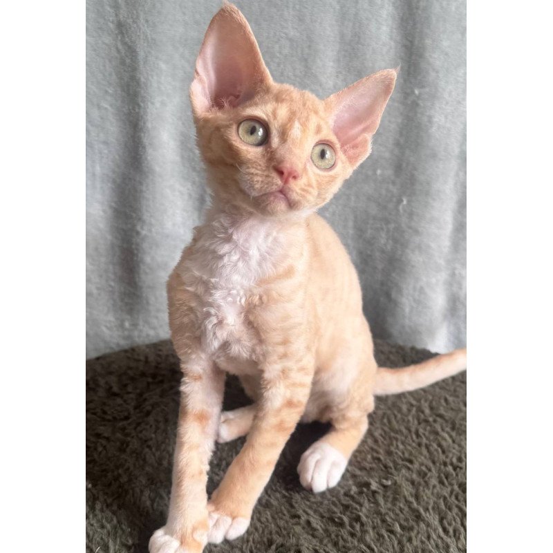 Devon Rex EM Lumea Pixie Girl