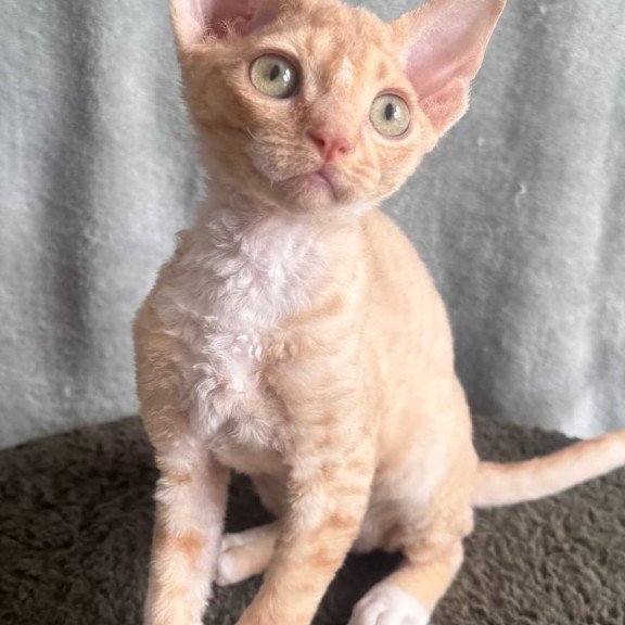 Devon Rex EM Lumea Pixie Girl