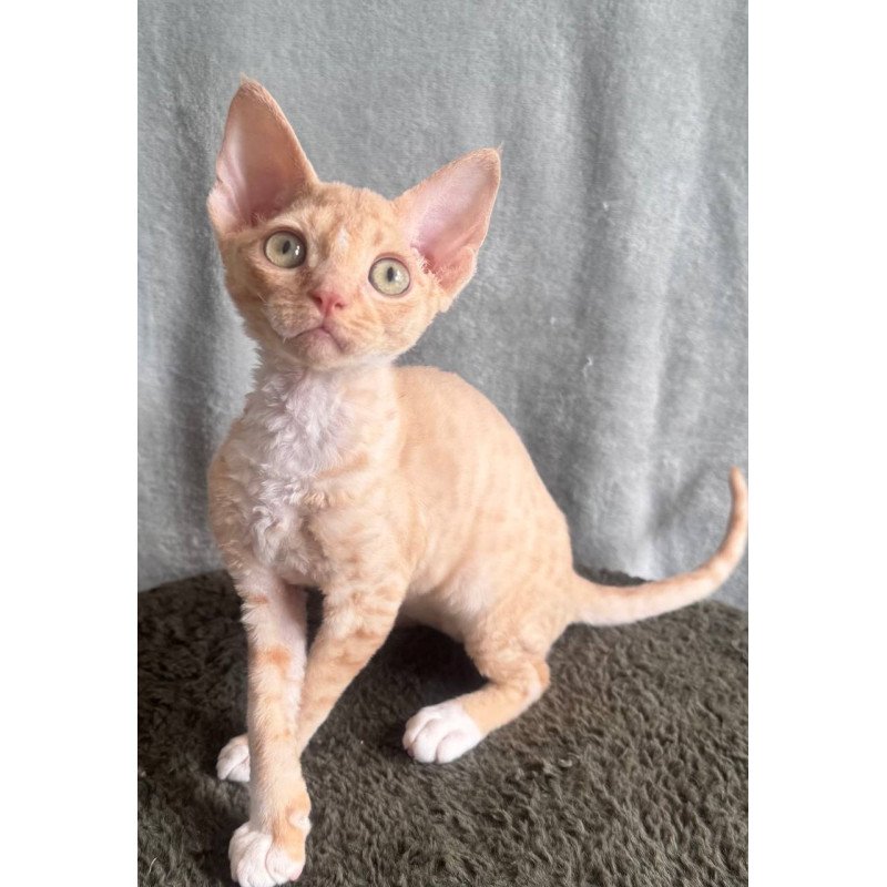 Devon Rex EM Lumea Pixie Girl