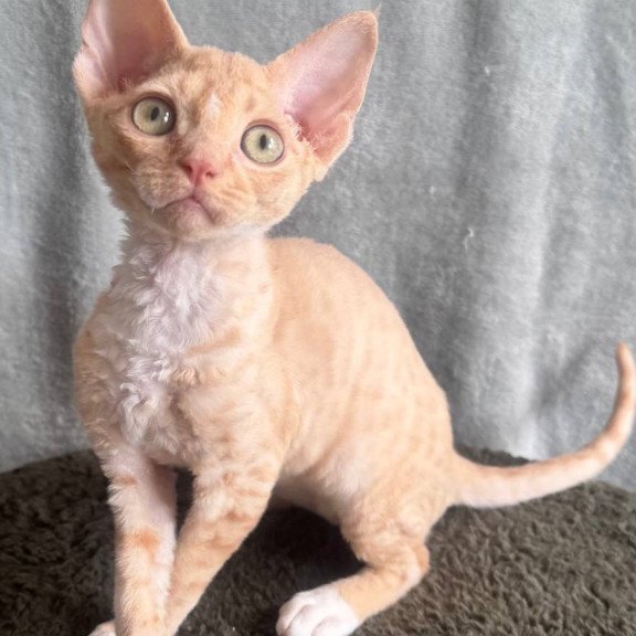 Devon Rex EM Lumea Pixie Girl