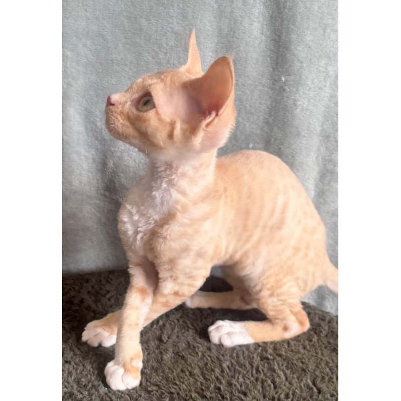 Devon Rex EM Lumea Pixie Girl