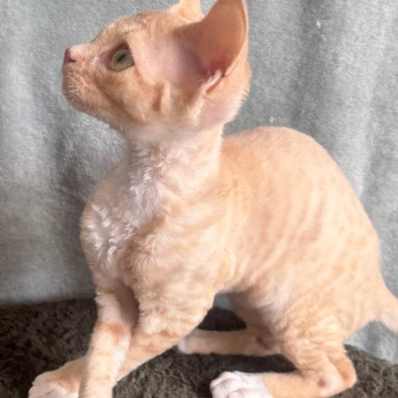 Devon Rex EM Lumea Pixie Girl