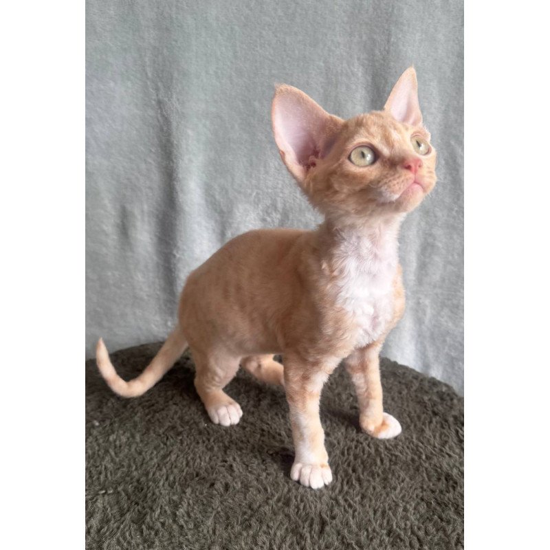 Devon Rex EM Lumea Pixie Girl