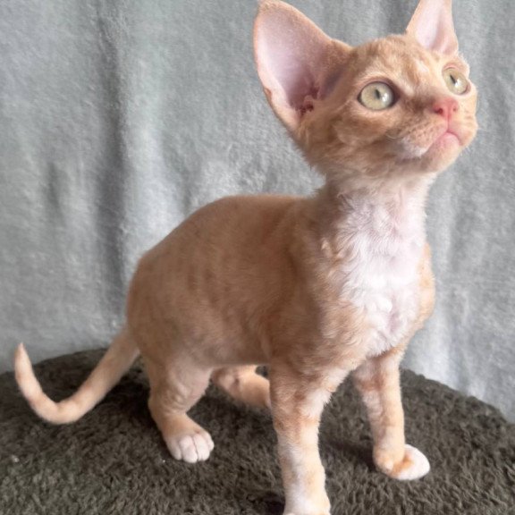 Devon Rex EM Lumea Pixie Girl