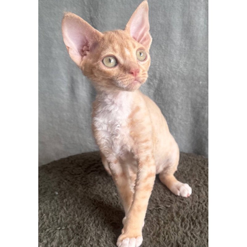 Devon Rex EM Lumea Pixie Girl