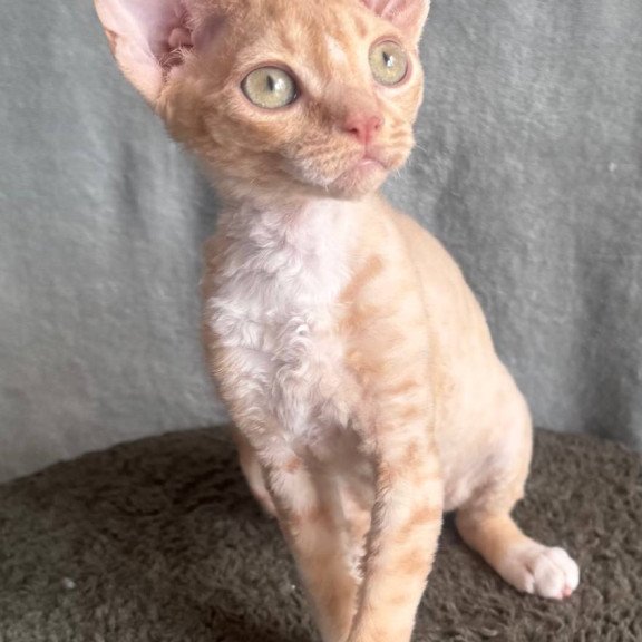 Devon Rex EM Lumea Pixie Girl