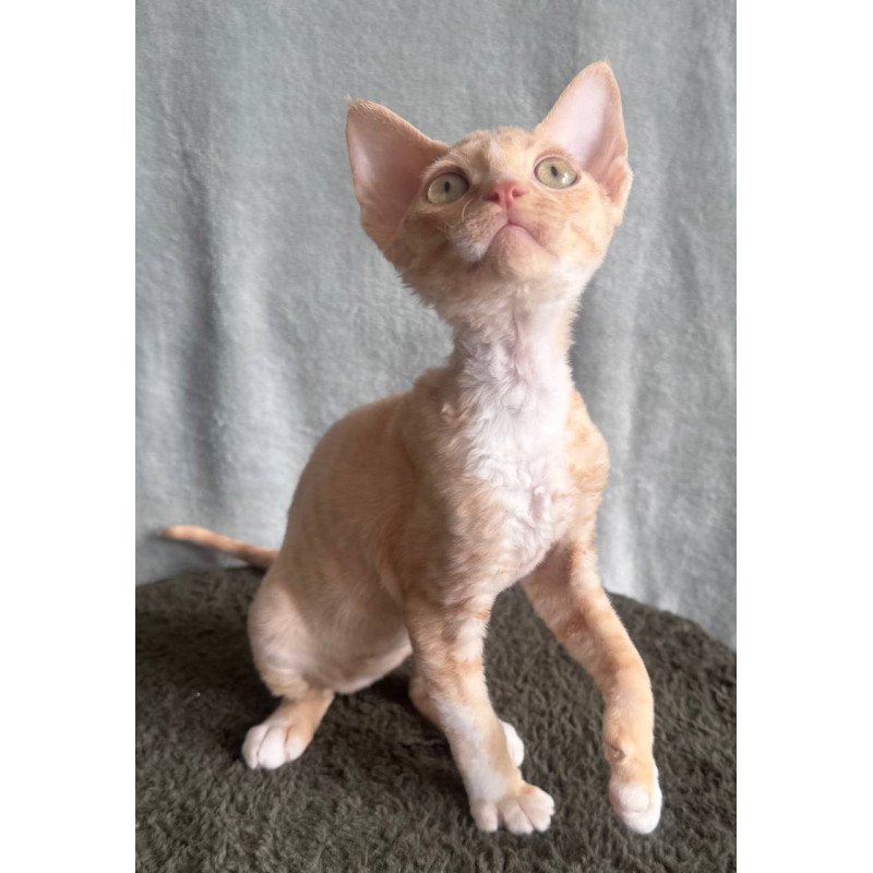 Devon Rex EM Lumea Pixie Girl