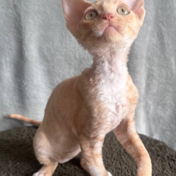 Devon Rex EM Lumea Pixie Girl