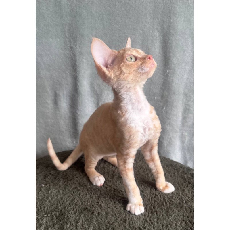 Devon Rex EM Lumea Pixie Girl