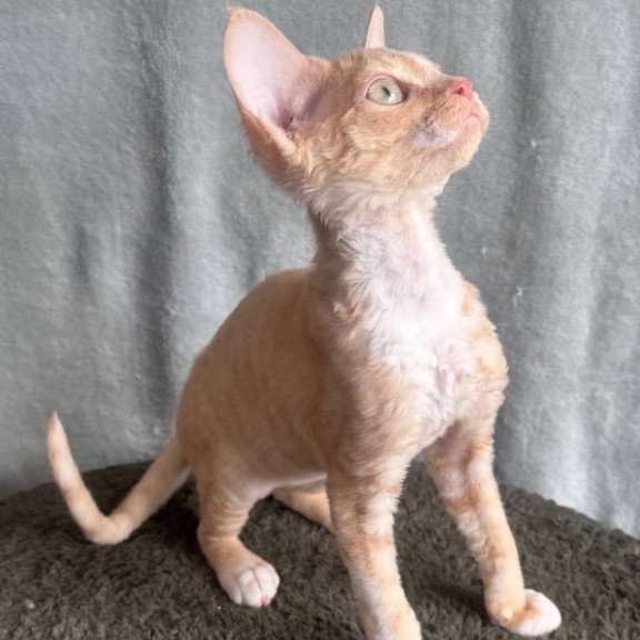 Devon Rex EM Lumea Pixie Girl