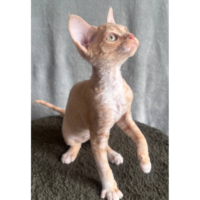 Devon Rex EM Lumea Pixie Girl
