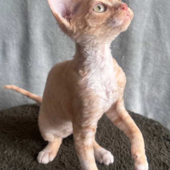 Devon Rex EM Lumea Pixie Girl