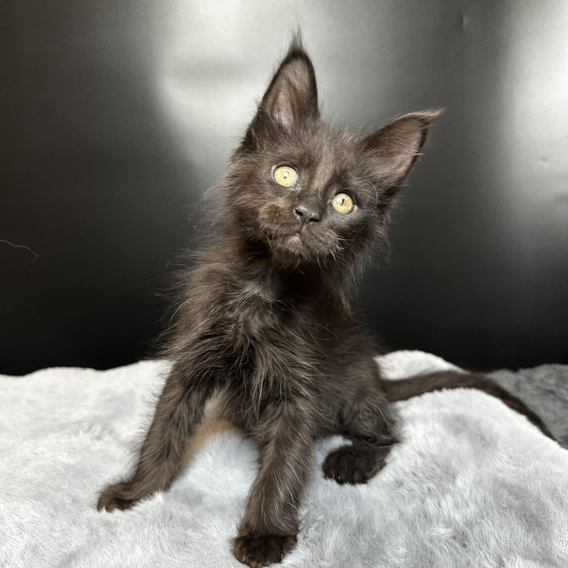 Maine Coon NOV Boston