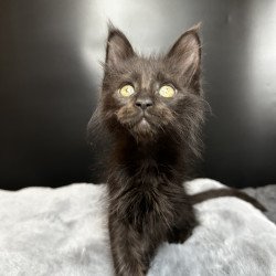 Maine Coon NOV Boston