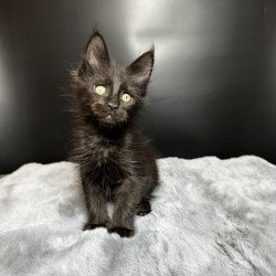 Maine Coon NOV Boston