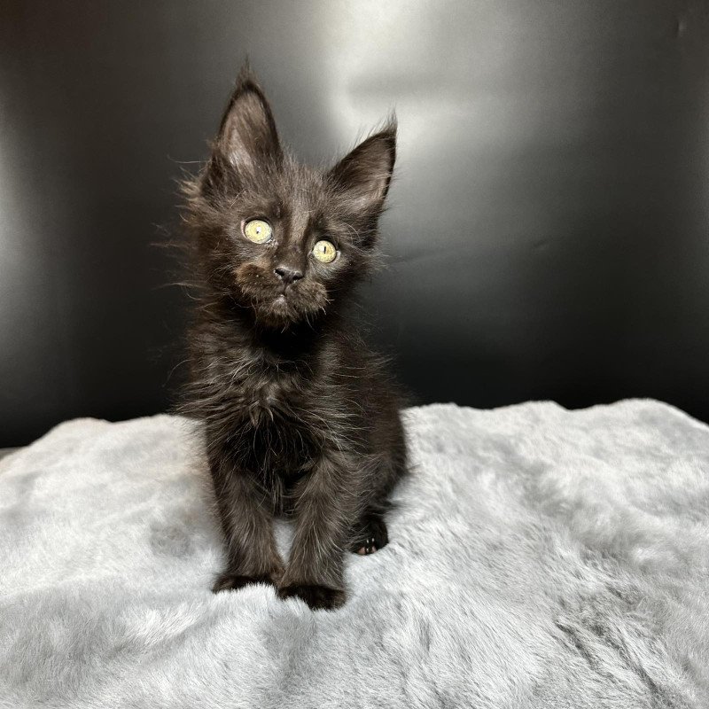 Maine Coon NOV Boston