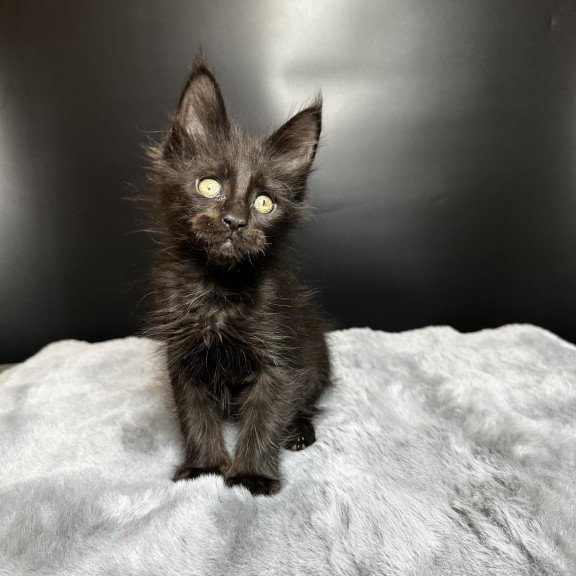 Maine Coon NOV Boston