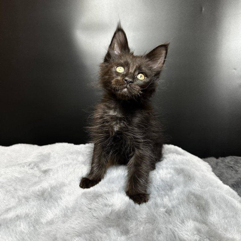 Maine Coon NOV Boston