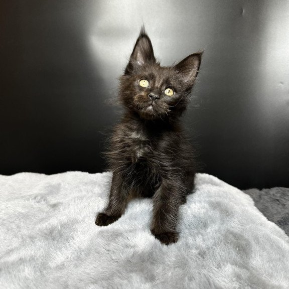 Maine Coon NOV Boston