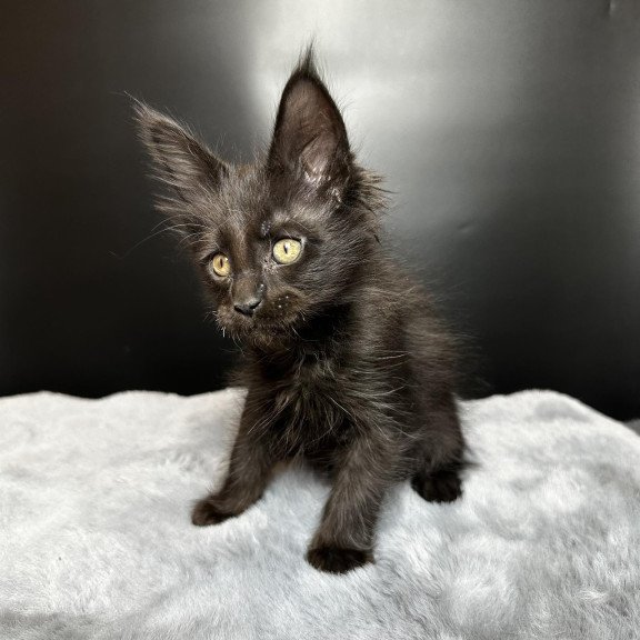 Maine Coon NOV Boston