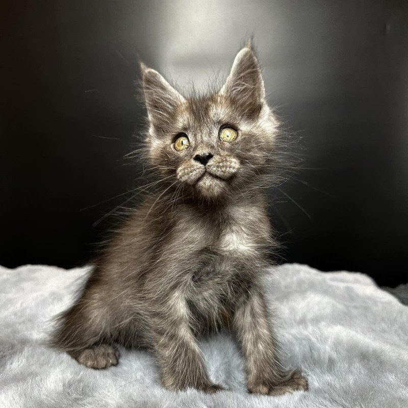 Maine Coon NOV Benjamin